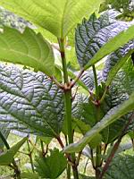 Bohemeria platanifolia (fam Urticacees) (Chine) (3) (Photo F. Mrugala)